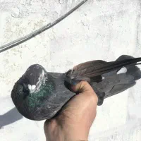 کفتر نر قاره پرشی|پرنده|هشتگرد, فاز ۱ مهستان|دیوار