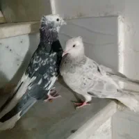 کفتر|پرنده|سبزوار, کهنه آب|دیوار