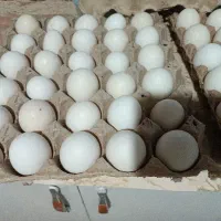 تخم مرغ گلین