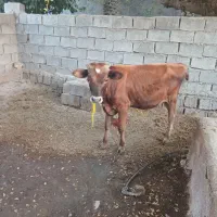 گوساله نر