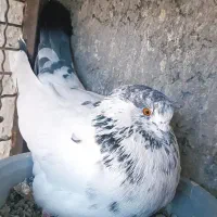 کبوتر پرشی تضمینی|پرنده|حاجی آباد, |دیوار