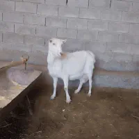 بزسانن|حیوانات مزرعه|نیشابور, فردوسی جنوبی|دیوار