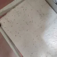 تعدادی اکواریوم  و ماهی گوپی|ماهی|تبریز, |دیوار