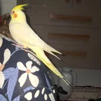 فروش عروس هلندی لوتینو