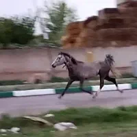 اسب قزل نریان اصل دوساله