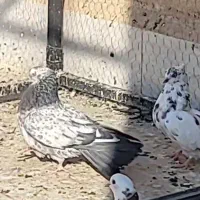 گمشده|حیوانات|قم, نیروگاه|دیوار