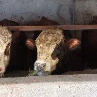 گوساله سمینتال نر قرمز شرابی گوشتی سرک دار