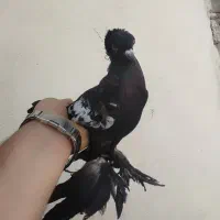 کبوتر کوینحلی و قره ایاخلی