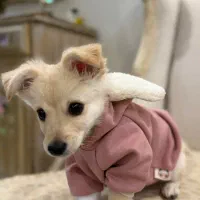 واگذاری سگ  پامر اشپیتز فقط به غرب تهران