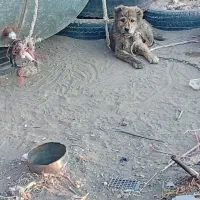 سگ کوچوک توله نگهبان گلگی واگزاری