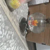 تنگ ماهی ولوازم هفسین