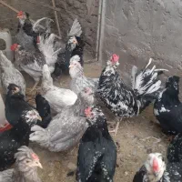 تخم مرغ و جوجه گلین ریشی چهل تاج فروشی|حیوانات مزرعه|سیرجان, |دیوار