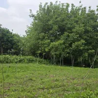 فروش زمین قابل ساخت و ساز (۲پلاک)|فروش زمین و ملک کلنگی|لشت نشا, |دیوار