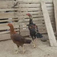 جوجه لاری|حیوانات مزرعه|خواف, |دیوار