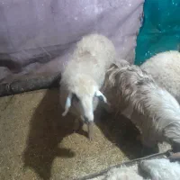 بزغاله و کاور