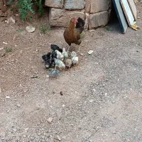 فروش مرغ جوجه