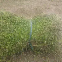 یونچه چین دوم  پشدورا