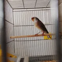 سهره قناری|پرنده|همدان, |دیوار