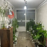 گل و گیاه طبیعی|گل و گیاه طبیعی|قم, امامزاده ابراهیم|دیوار