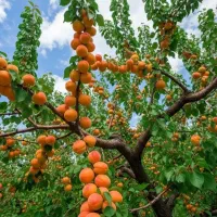 فروش عمده انواع نهالهای لیبل دار در نهالستان غرب|خدمات باغبانی و درختکاری|یاسوج, |دیوار