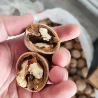 کاغذی عمده خرده گردو