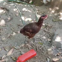 ماده مرغ