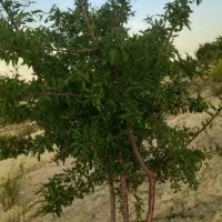 باغ بادم ثمری معاوضه با خودرو