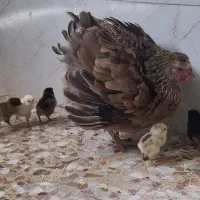 مرغ مادر با جوجه