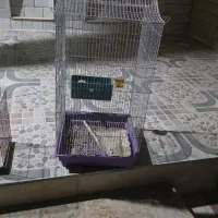 فروش قفس