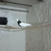 کبوتر شهرستانی