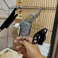 جوجه عروس هلندی نر|پرنده|شیراز, رکن‌آباد|دیوار