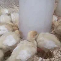 جوجه بوقلمون بیوتی۱۳روزه و جوجه مرغ گلپایگان۴روزه