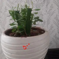 گل وگیاه طبیعی|گل و گیاه طبیعی|سرپل ذهاب, |دیوار