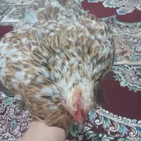 تعدادی کوشین بالغ،جوجه،نیمچه|حیوانات مزرعه|صومعه‌سرا, |دیوار