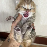 اسکاتیش بریتیش گلد