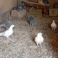 کبوتر