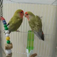 طوطی برزیلی|پرنده|پاکدشت, پاکدشت (مامازند)|دیوار