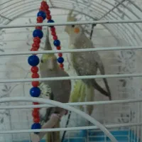 عروس هلندی نرو ماده