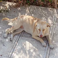 سگ جفت نر و ماده عقیم شده واکسینه شده