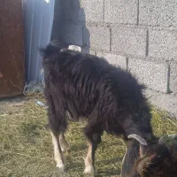 بزغاله دورگه پاکستانی|حیوانات مزرعه|تبریز, |دیوار