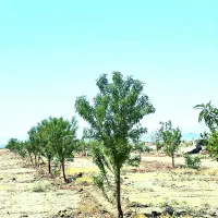 باغچه-600-متری-با-آب-و-برق-سند-تک-برگ