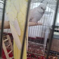 عروس هلندی و گرینچیک|پرنده|قرچک, مهدیه|دیوار