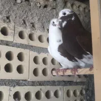 نروماده دهنجور ساعت بالا|پرنده|تهران, امام زاده عبدالله|دیوار