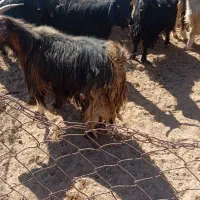 بز کهره دار|حیوانات مزرعه|آباده, |دیوار