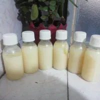 روغن شتر مرغ اصل