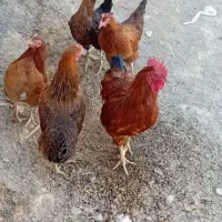 مرغ خروس محلی