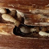 سمپاشی تضمینی و تخصصی سوسک موش و ..|خدمات نظافت|یزد, |دیوار