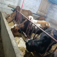 ورزا کوله چالوسی 3راس