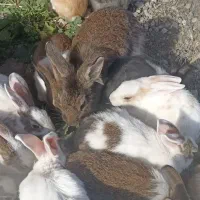 تعدادی بچه خرگوش بازیگوش|موش و خرگوش|دشت ذهاب, |دیوار