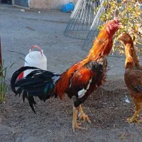 خروس لاری|پرنده|سیرجان, |دیوار